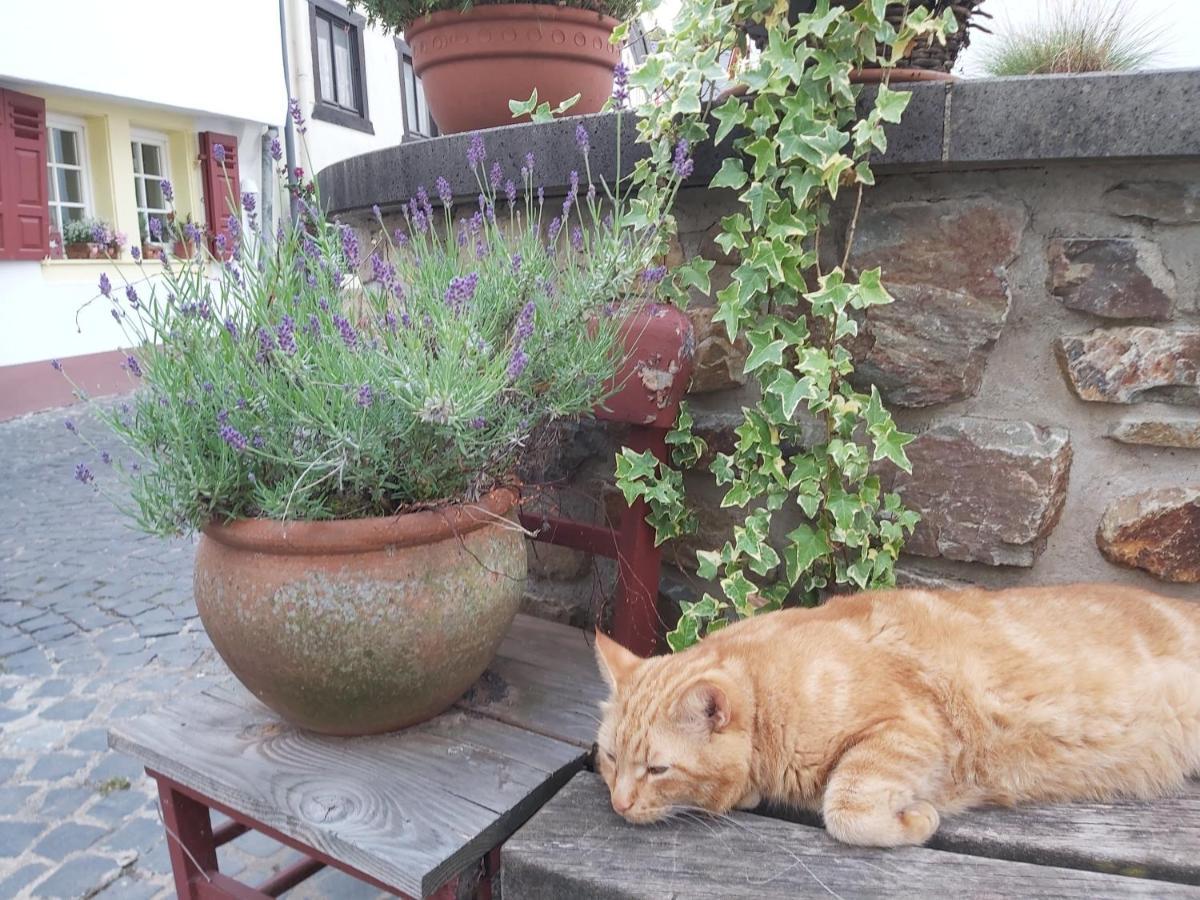 Charmanter Fachwerktraum An Der Stadtmauer Villa Stromberg  Luaran gambar